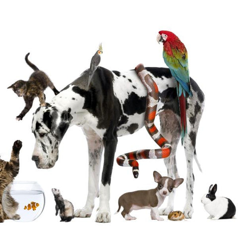 Pet